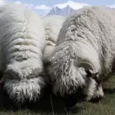 Schafe in Neuseeländischen Bergen